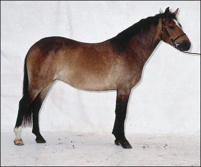 De quelle race est ce poney ?