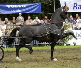 De quelle race est ce cheval ?