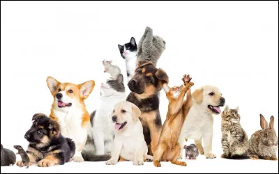 Quel animal de compagnie as-tu ?