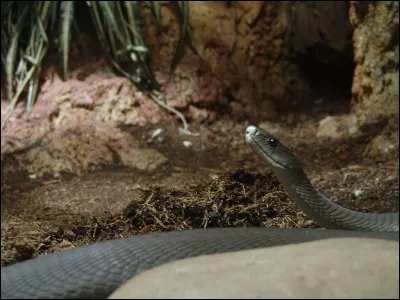 Quel est le nom de cette musique de danse, d'origine cubaine, de mesure à 2/4 ?