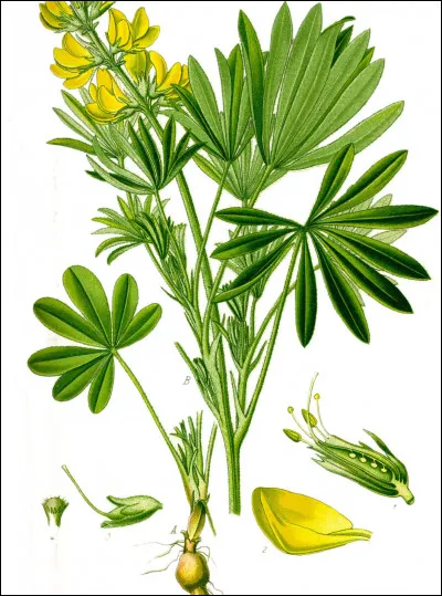 Georgiu Mercadente Manulescu , né en 1871, est à l'origine de quel célèbre personnage ?