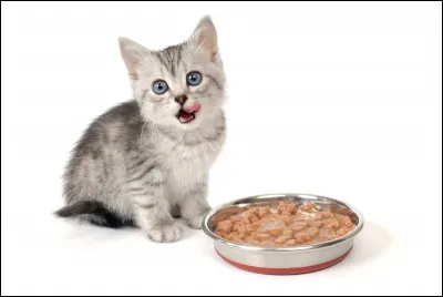 Quel est l'aliment dangereux pour chats parmi ceux-ci ?