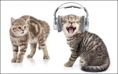 Passons au miaulement des chats, première question : 
combien de sons, les chats peuvent-ils émettre ?