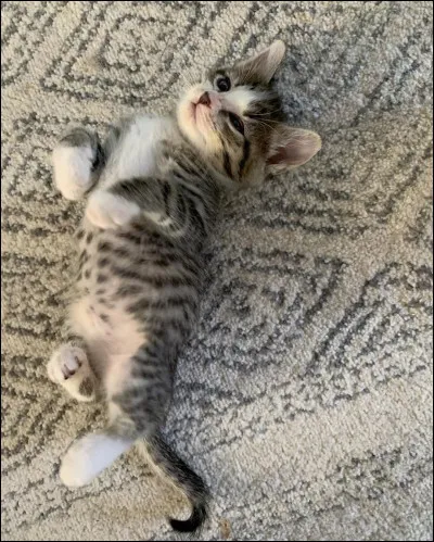 Généralement lorsque les chats sont apaisés, ils émettent...