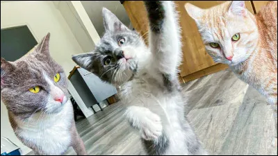 Généralement lorsque les chats sont énervés ils émettent...