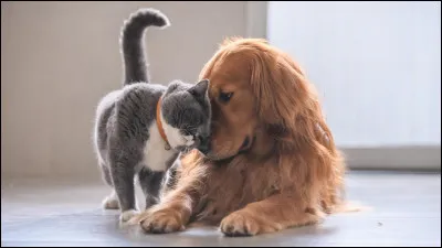 Bon pour finir, les chats ont-ils des sentiments ?