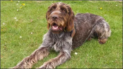 Sirius Black est un animagus non déclaré.