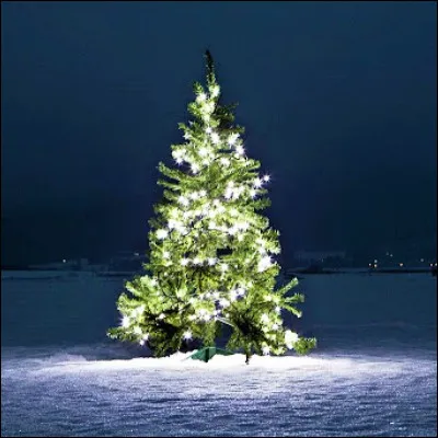 De quel arbuste fréquent dans les haies les feuilles servent-elles souvent de décoration pour les fêtes de fin d'année ?