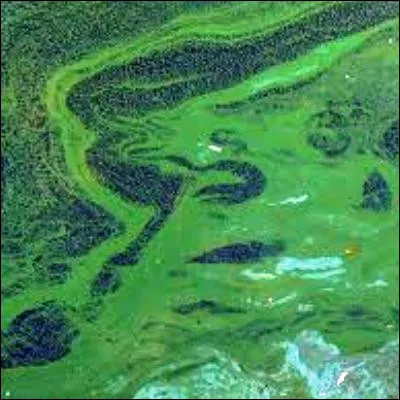 Quel complément alimentaire est fabriqué à partir d'une cyanobactérie dont le nom scientifique est "Arthrospira platensis" ?