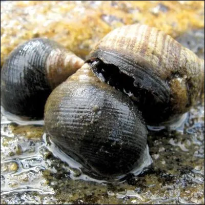 Quel gastéropode est aussi appelé vignot en Normandie ?