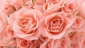 Quiz Fleurs