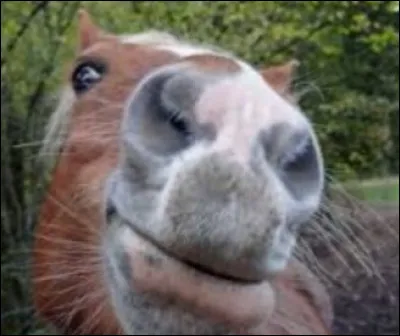 Par o&ugrave; respire le cheval ?