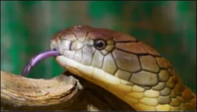 Par o&ugrave; respire le serpent ?