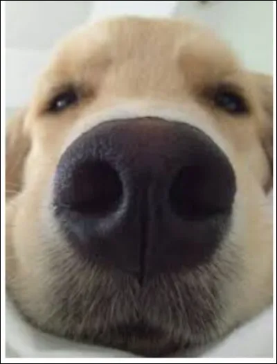 Comment s'appelle le nez du chien ?