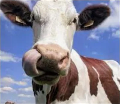 Comment s'appelle le nez des vaches ?