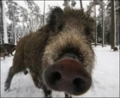 Comment s'appelle le nez du sanglier ?