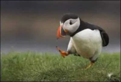 Par o&ugrave; respirent les oiseaux ?