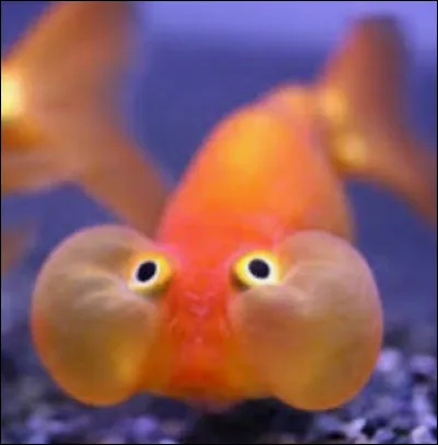 Les poissons respirent par...