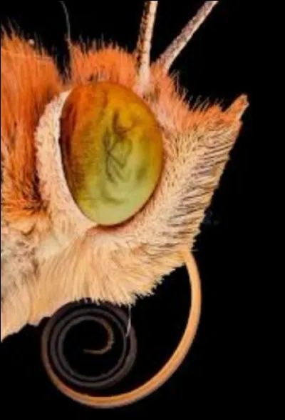 Par o&ugrave; respire le papillon ?