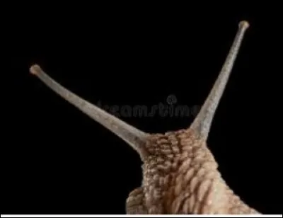 O&ugrave; se situe l'orifice respiratoire de l'escargot ?
