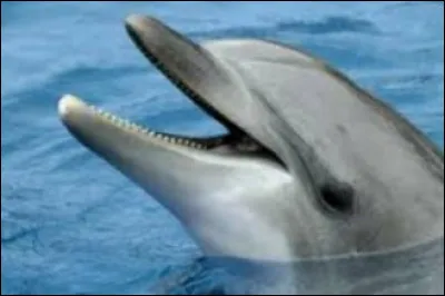 Comment s'appelle l'orifice respiratoire des dauphins ?