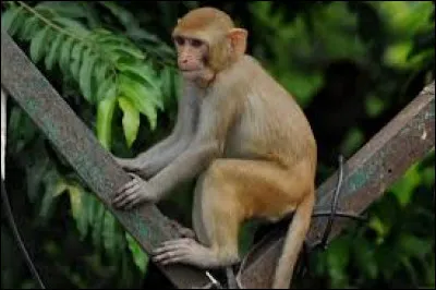 Quel est cet animal ?