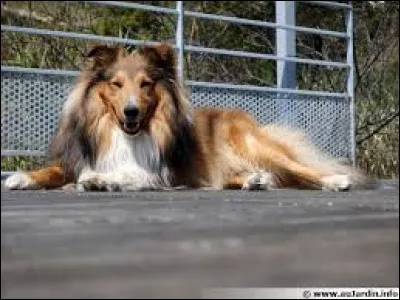 Quel est cet animal ?