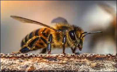 Quel est cet animal ?