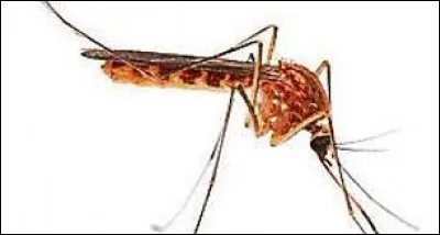 Quel est cet animal ?