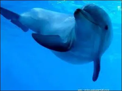 Quel est cet animal ?