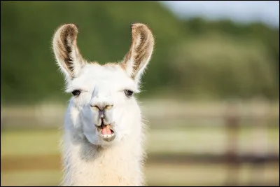 Quel youtubeur explique des choses incroyables sous forme de documentaire et qui a le plus d'abonnés ?