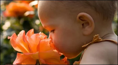 De ces quatre animaux, lequel a le meilleur odorat ?