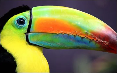 Même dans la mer, des animaux peuvent avoir un bec, retrouvez le bon !