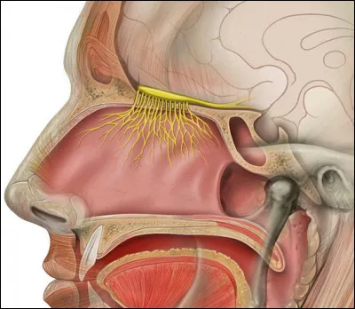 Lequel de ces animaux repère ses proies à l'odorat ?