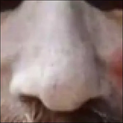 Dans quel film Sid Haig joue-t-il le Captain Spaulding en premier ?