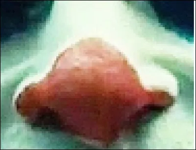 Dans quel film peut-on voir le nez de Joaquin Phoenix ainsi ?