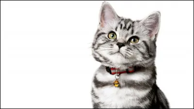 S'il cligne des yeux avec les oreilles toujours tendues vers l'avant, alors votre chat est...