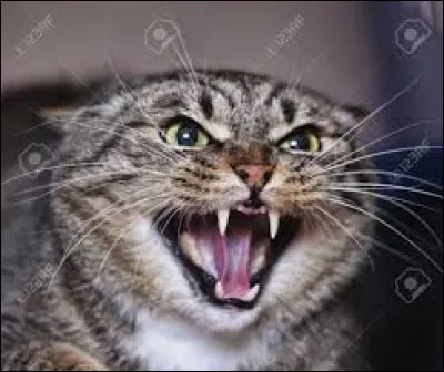 S'il a les oreilles tournées vers les côtés et fronce les yeux, alors votre minou...