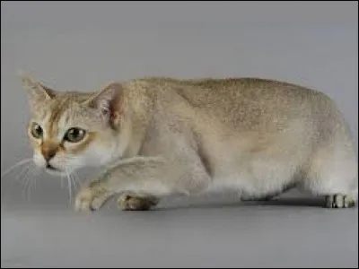 Quand les moustaches du matou sont dressées vers l'avant, il est...