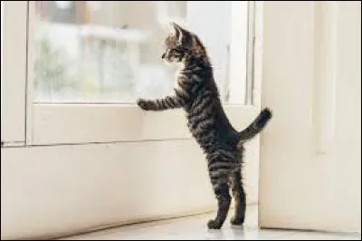 Une queue qui remue est synonyme de...