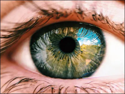 Tes yeux sont :