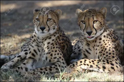 Le guépard est l'animal le plus rapide.