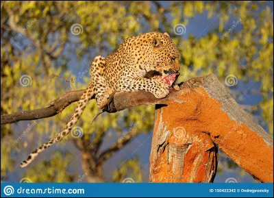 Où le léopard mange-t-il ses proies ?