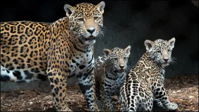 Dans quelle BD très populaire le jaguar est le "prédateur" du personnage principal ?