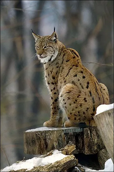 Quelle est la particularité du lynx ?