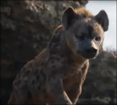 La hyène est une sorte de...