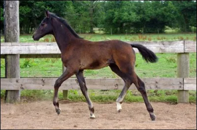 Le poulain peut trotter une heure après sa naissance :