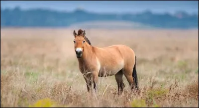 Il existe une race de cheval vieille de 15 000 ans :