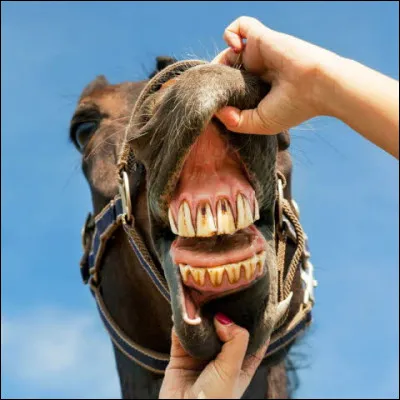 Les dents des chevaux poussent durant toute leur vie :