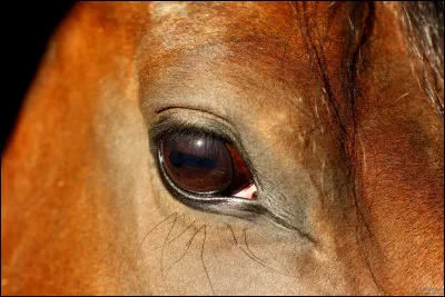 Comme l'Homme, le cheval voit mal la nuit :